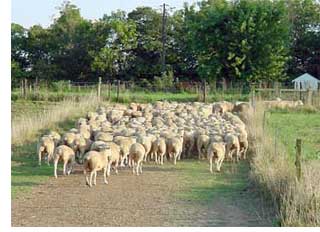 lambs in pasture