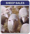 Sheep Sales